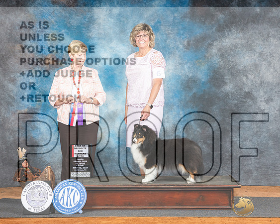 Shetland Sheepdog #6 Fri WBBOS Judge Karen Hynek-_JP_7156e_Marshall_2024-HR3