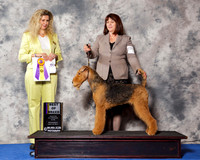 Airedale Terrier #14 Wed BOB