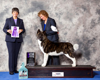 Akita #10 Wed WB Maj