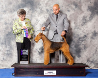 Airedale #6 Wed WB Maj