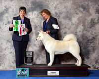 Akita #14 Wed BV
