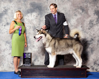 Alaskan Malamute #11 Wed WD Maj