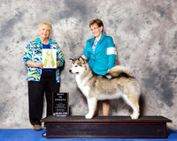 Alaskan Malamute #12 Wed BiSS