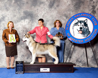 Alaskan Malamute #19 Wed BiSS