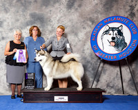 Alaskan Malamute #6 Wed WB NC Maj