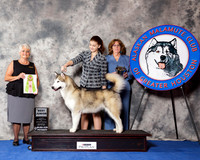 Alaskan Malamute #J505 Wed BJ