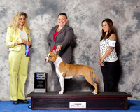 American Staffordshire Terrier #10 Wed BOW Maj