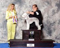 Bedlington Terrier #10 Wed BOB