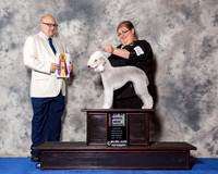 Bedlington Terrier #10 Wed BOB NC Maj
