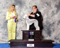 Bedlington Terrier #6 Wed WB Maj