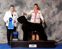 Black Russian Terrier #20 Wed G1