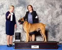 Boerboel #7 Wed OH G4