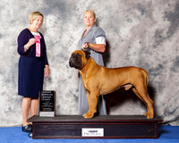 Bull Mastiff #17 Wed OH G1