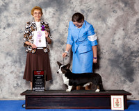 Cardigan Welsh Corgi #15 Wed BoSS
