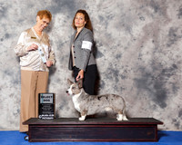 Cardigan Welsh Corgi #19 Wed SD