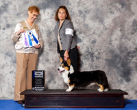 Cardigan Welsh Corgi #21 Wed BOW Maj
