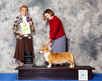 Cardigan Welsh Corgi #30 Wed BiSS