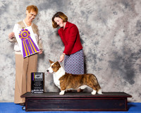Cardigan Welsh Corgi #5 Wed BOB