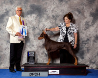 Doberman Pinscher #24 Wed BOW Maj