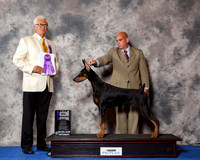 Doberman Pinscher #37 Wed WD Maj