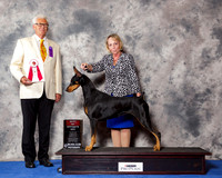 Doberman Pinscher #40 Wed BOS