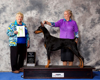Doberman Pinscher #7 Wed BiSS