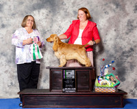 English Cocker Spaniel #17 Wed BiSS