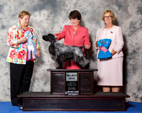 English Cocker Spaniel #31 Wed SD