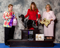 English Cocker Spaniel #7 Wed WD Maj