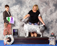 English Setter #22 Wed WB Maj