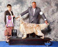 English Setter #5 Wed BOB