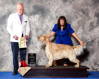English Setter #7 Wed BiSS