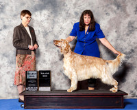 English Setter #7 Wed SD Maj