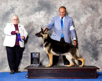 German Shepherd Dog #34 Wed BOW Maj