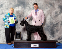 Giant Schnauzer #12 Wed SweepsG3
