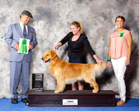 Golden Retriever #11 Wed BBB