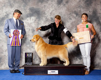 Golden Retriever #21 Wed BOB