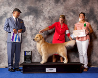 Golden Retriever #35 Wed BOW Maj