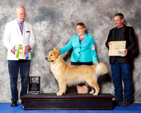 Golden Retriever #41 Wed BiSS