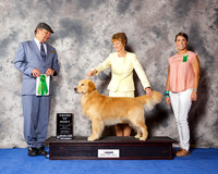 Golden Retriever #57 Wed AoM