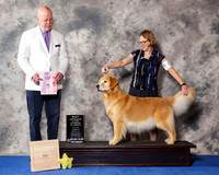 Golden Retriever #64 Wed BVoSS
