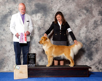 Golden Retriever #72 Wed BoSS