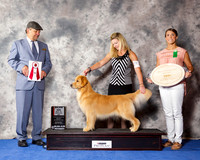 Golden Retriever #8 Wed BO Maj
