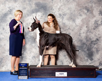 Great Dane #10 Wed BOW