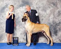 Great Dane #5 Wed BOB