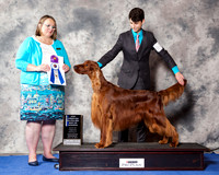 Irish Setter #17 Wed BOW NC Maj