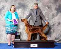Irish Setter #24 Wed WB Maj
