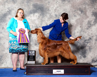 Irish Setter #8 Wed BiSp
