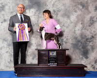 Italian Greyhound #21 Wed BOB