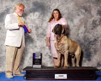Mastiff #19 Wed WD